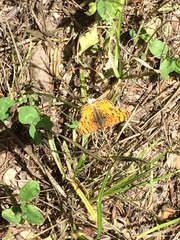 Phyciodes mylitta