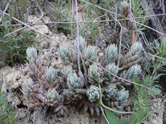 Petrosedum sediforme