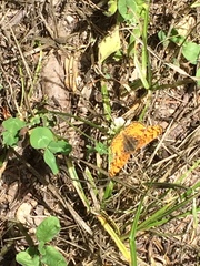 Phyciodes mylitta