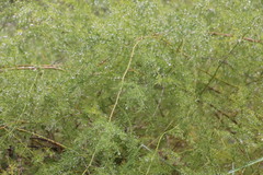 Asparagus cooperi