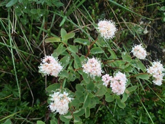Spiraea stevenii