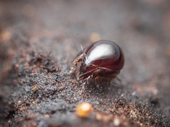 Galumnidae