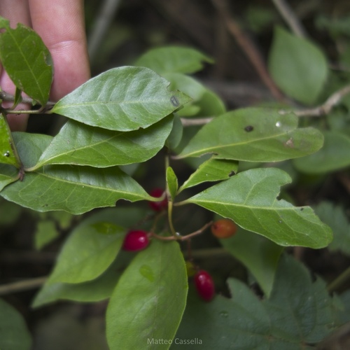 Neea psychotrioides, photograph 6