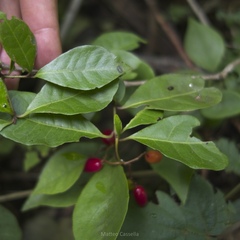 Neea psychotrioides, photograph (c) Matteo Cassella, some rights reserved (CC BY-SA)