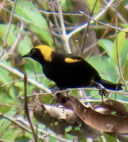 Epaulet Oriole (Icterus cayanensis), photo 6