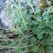 Campanula arvatica adsurgens - Photo (c) Julián Alonso Diaz,  זכויות יוצרים חלקיות (CC BY-NC), הועלה על ידי Julián Alonso Diaz