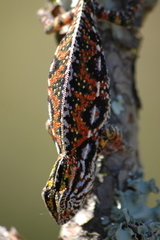 Furcifer lateralis