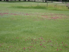 Callirhoe involucrata