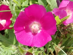 Callirhoe involucrata