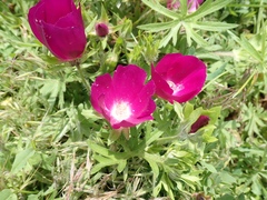 Callirhoe involucrata