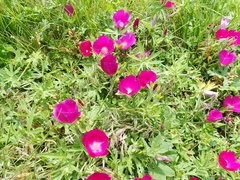 Callirhoe involucrata