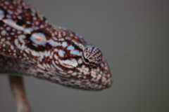 Furcifer lateralis