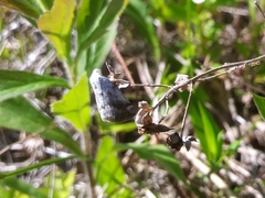 Lomographa semiclarata