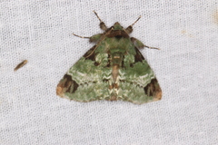 Pachyplastis apicalis