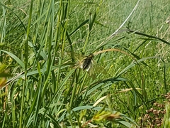 Libelloides hispanicus