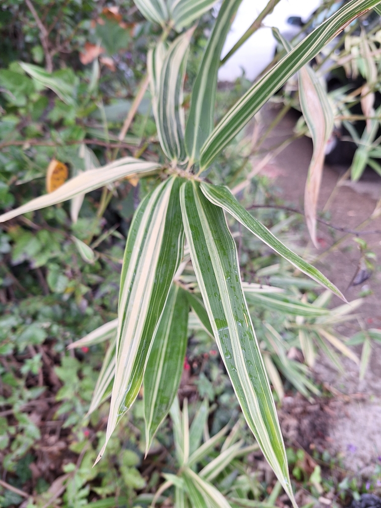× Phyllosasa