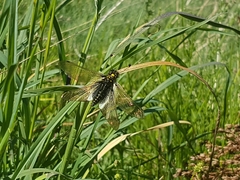 Libelloides hispanicus