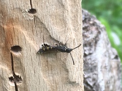 Monosapyga clavicornis