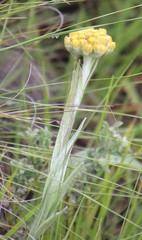 Helichrysum auriceps