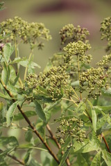 Heteromorpha arborescens
