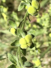 Cynoglossum creticum