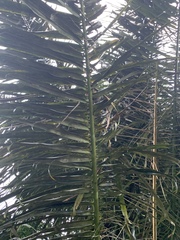 Arenga pinnata