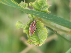 Horistus orientalis