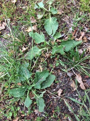 Plantago major