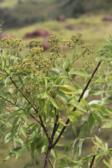 Heteromorpha arborescens