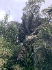 Arenga pinnata