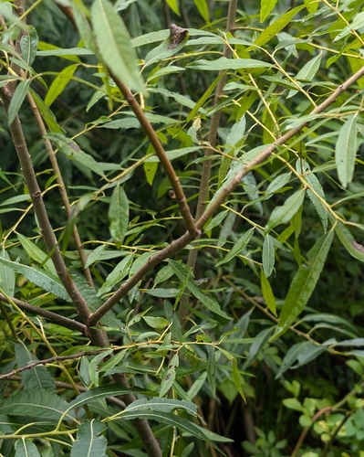 Image of Salix sericea by (c) Levana Taylor, some rights reserved (CC BY-SA)