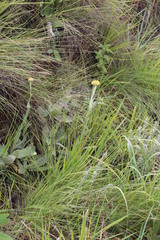 Helichrysum auriceps