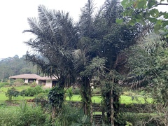 Arenga pinnata