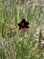 Pulsatilla rubra