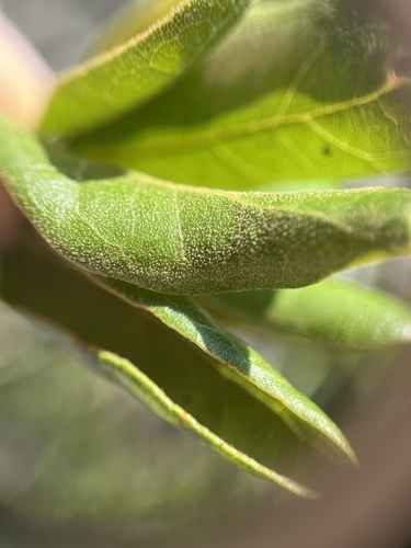 Image of Quercus inopina by no rights reserved