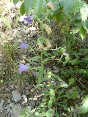Campanula medium