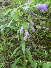 Campanula medium
