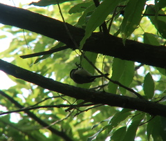 Poecile palustris