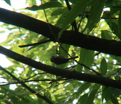 Poecile palustris
