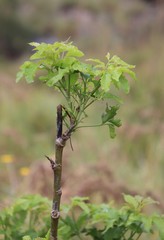 Heteromorpha arborescens