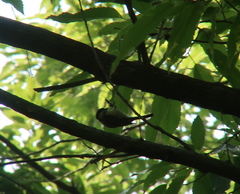 Poecile palustris
