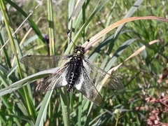 Libelloides hispanicus