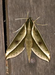 Xylophanes amadis