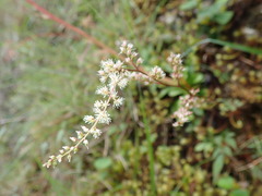 Astilbe longicarpa