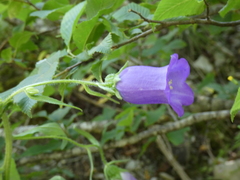 Campanula medium