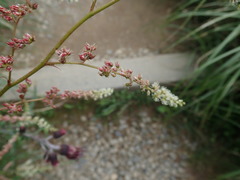 Astilbe longicarpa