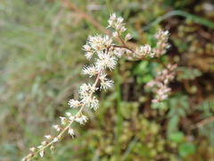 Astilbe longicarpa