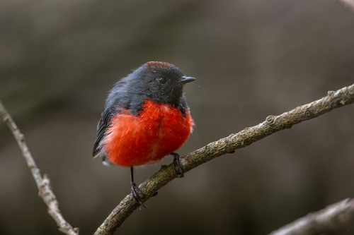 Slate-throated Whitestart (Myioborus miniatus), photo 4