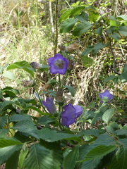 Campanula medium