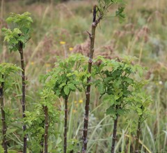 Heteromorpha arborescens